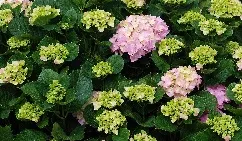 Hydrangea flower