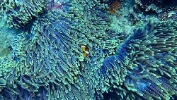 coral wedding anniversary