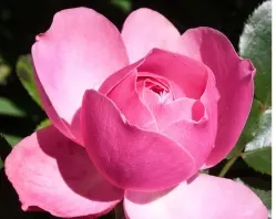 floral anniversary gift