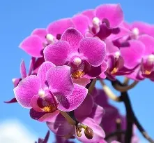 orchid anniversary gift