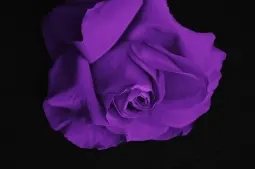 purple themed wedding anniversary