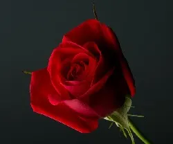 roses for 11th wedding anniversary
